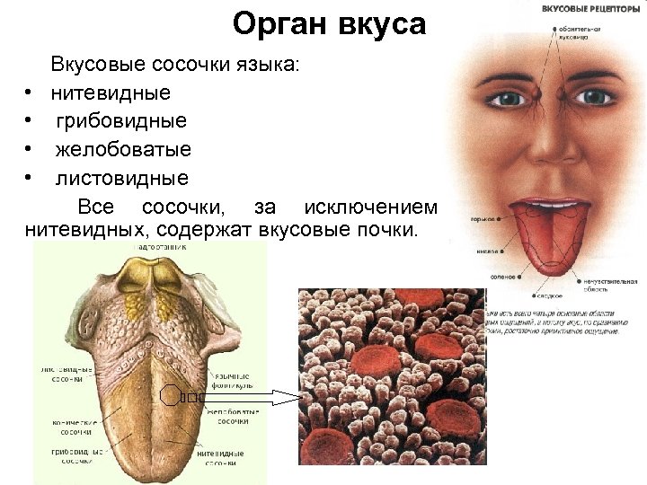 Орган вкуса Вкусовые сосочки языка: • нитевидные • грибовидные • желобоватые • листовидные Все