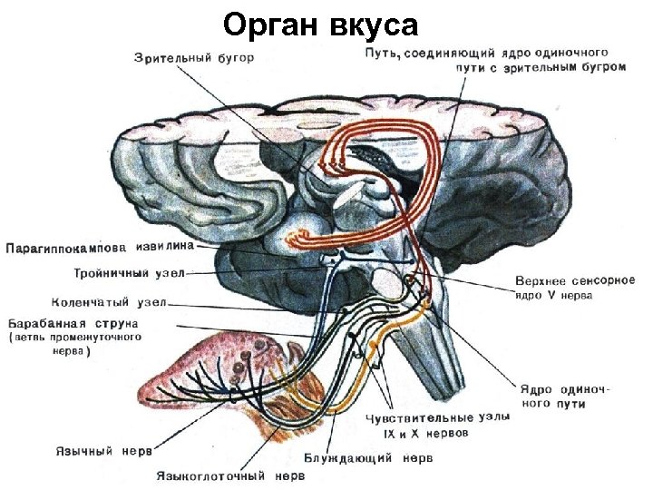 Орган вкуса 