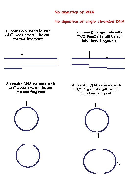 No digestion of RNA No digestion of single stranded DNA A linear DNA molecule