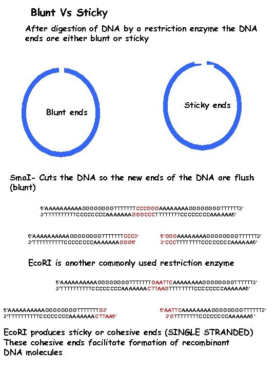 Blunt Vs Sticky After digestion of DNA by a restriction enzyme the DNA ends