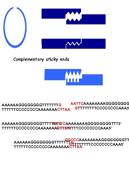 Complementary sticky ends AATTCAAAAGGGG AAAAAAGGGGTTTTTTTG TTTTTTCCCCAAAAAAACTTAA GTTTTCCCCAAA 5’ AAAAAAGGGGTTTTTTTG AATTCAAAAGGGGTTT 3’ TTTTTTCCCCAAAAAAACTTAA GTTTTCCCCAAA 5’