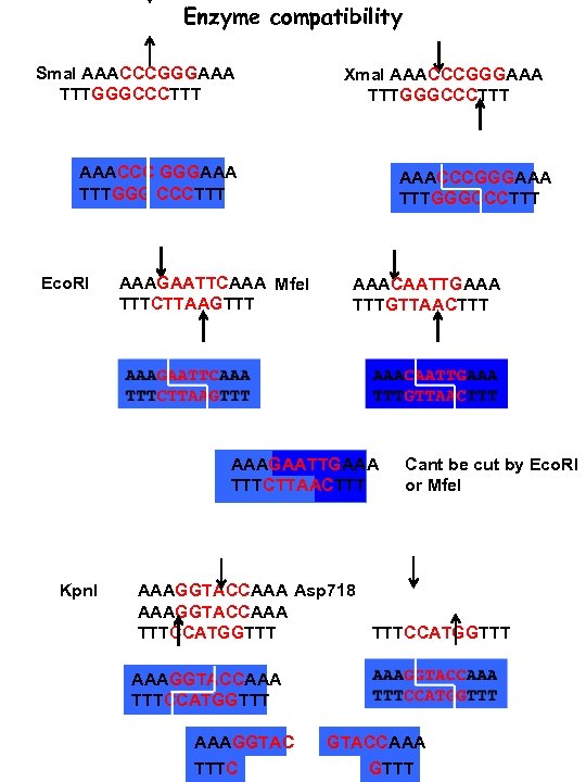 Enzyme compatibility Sma. I AAACCCGGGAAA TTTGGGCCCTTT Xma. I AAACCCGGGAAA TTTGGGCCCTTT AAACCC GGGAAA TTTGGG CCCTTT