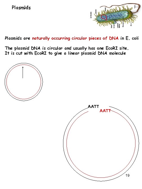 Plasmids are naturally occurring circular pieces of DNA in E. coli The plasmid DNA