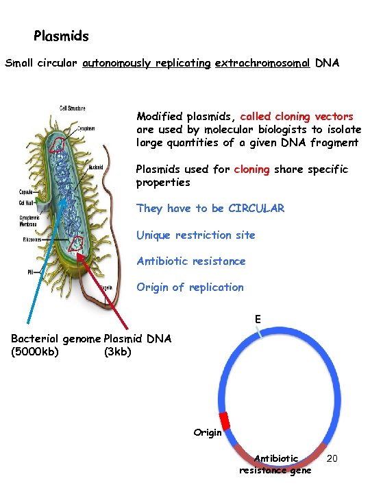 Plasmids Small circular autonomously replicating extrachromosomal DNA Modified plasmids, called cloning vectors are used