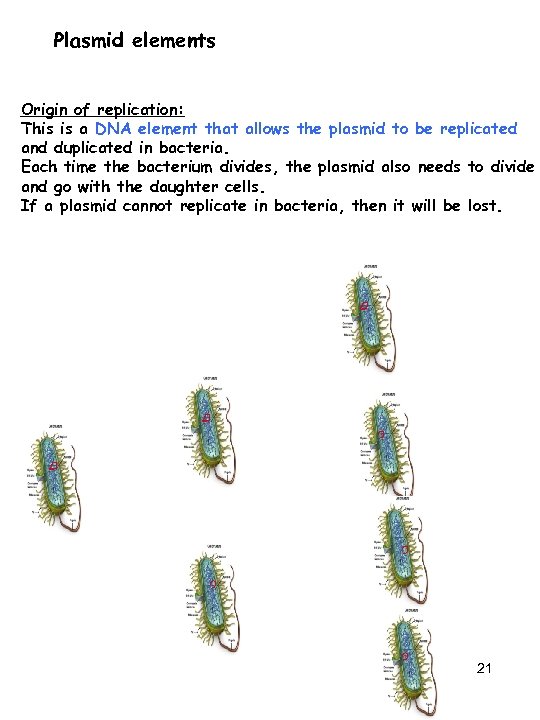 Plasmid elements Origin of replication: This is a DNA element that allows the plasmid