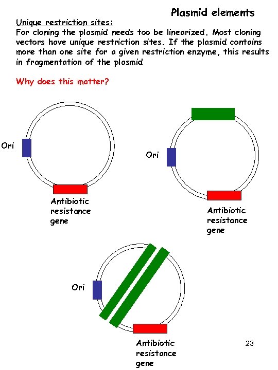 Plasmid elements Unique restriction sites: For cloning the plasmid needs too be linearized. Most