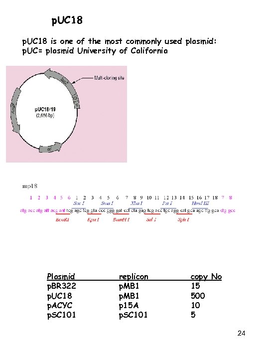 p. UC 18 is one of the most commonly used plasmid: p. UC= plasmid