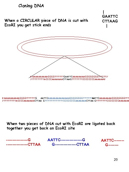 Cloning DNA When a CIRCULAR piece of DNA is cut with Eco. RI you