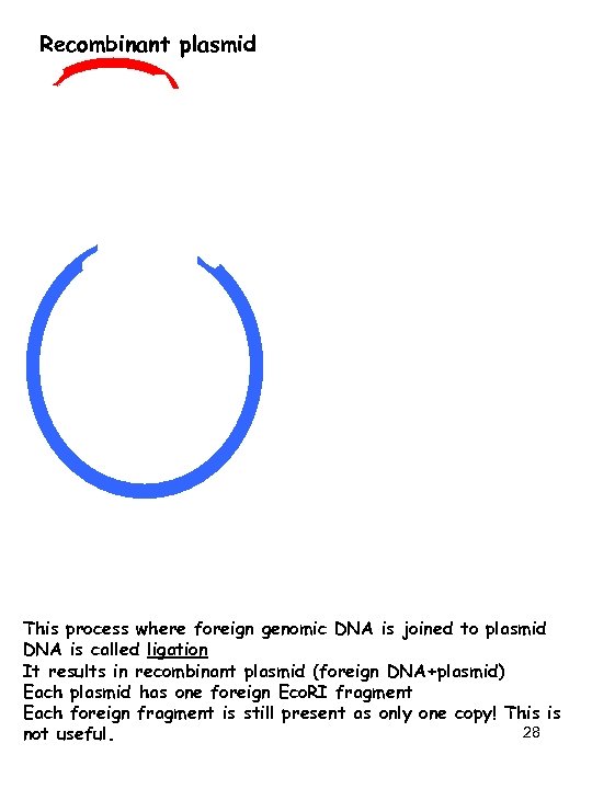 Recombinant plasmid This process where foreign genomic DNA is joined to plasmid DNA is