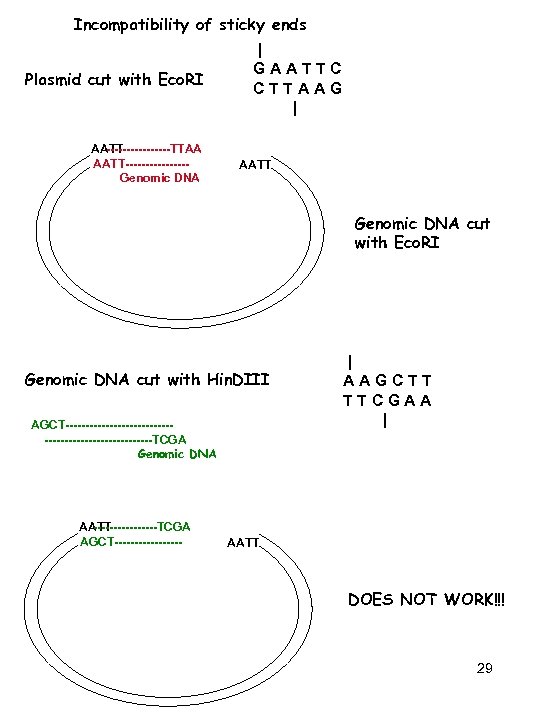 Incompatibility of sticky ends Plasmid cut with Eco. RI --------TTAA AATT-------- Genomic DNA |