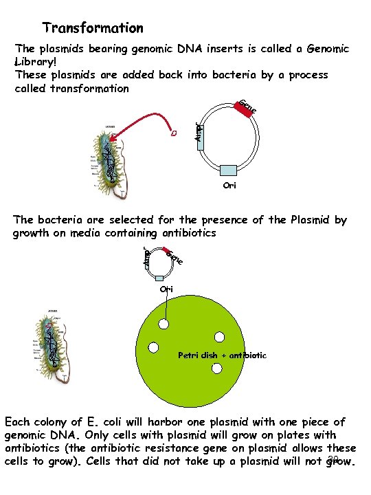 Transformation The plasmids bearing genomic DNA inserts is called a Genomic Library! These plasmids