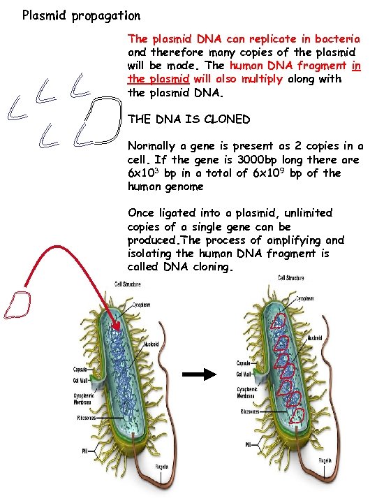 Plasmid propagation The plasmid DNA can replicate in bacteria and therefore many copies of