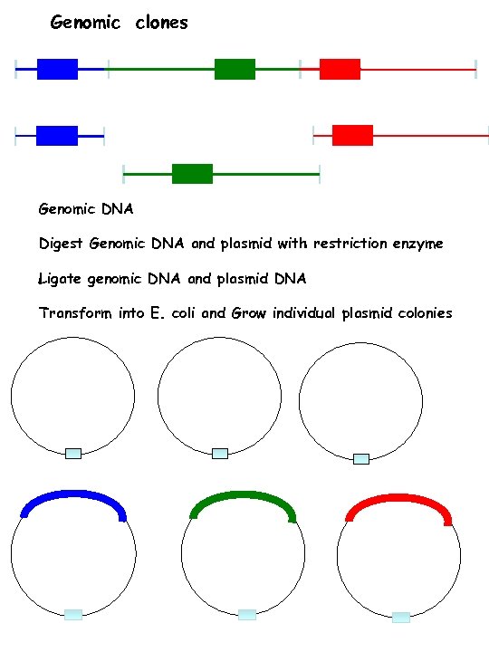 Genomic clones Genomic DNA Digest Genomic DNA and plasmid with restriction enzyme Ligate genomic