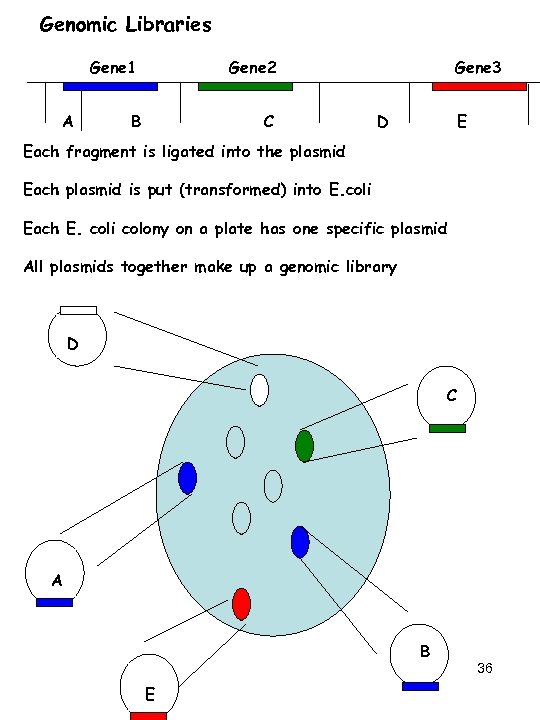 Genomic Libraries Gene 1 A Gene 2 B C Gene 3 D E Each