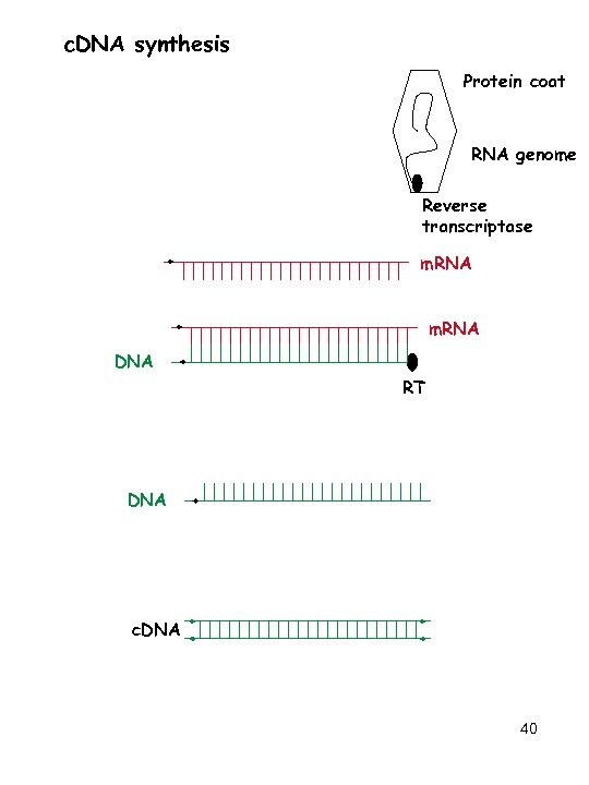 c. DNA synthesis Protein coat RNA genome Reverse transcriptase m. RNA DNA RT DNA