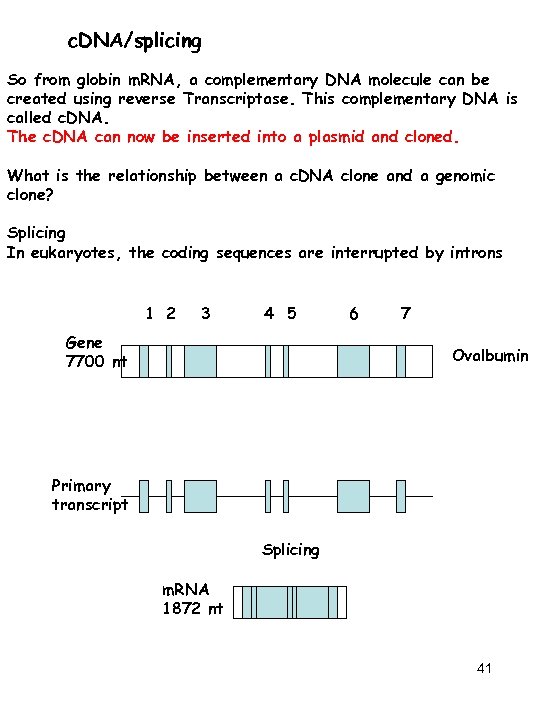 c. DNA/splicing So from globin m. RNA, a complementary DNA molecule can be created