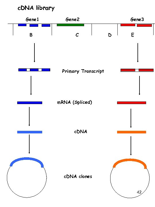 c. DNA library Gene 1 B Gene 2 C Gene 3 D E Primary