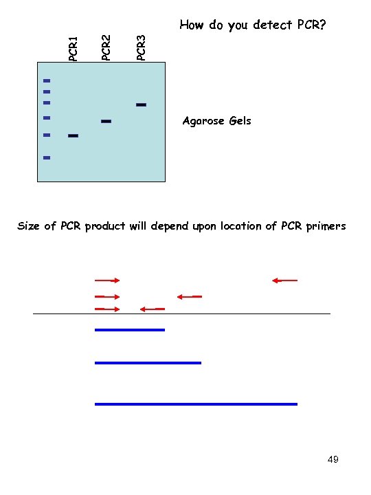 PCR 3 PCR 2 PCR 1 How do you detect PCR? Agarose Gels Size