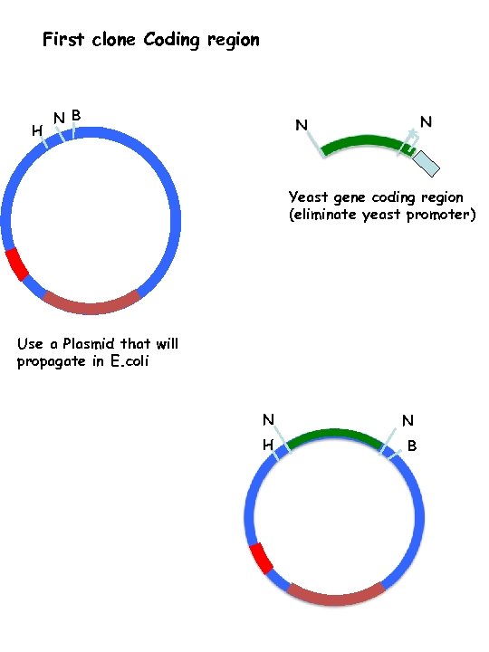 First clone Coding region H N B Yeast gene coding region (eliminate yeast promoter)