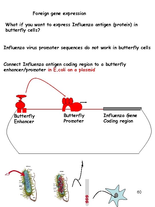 Foreign gene expression What if you want to express Influenza antigen (protein) in butterfly