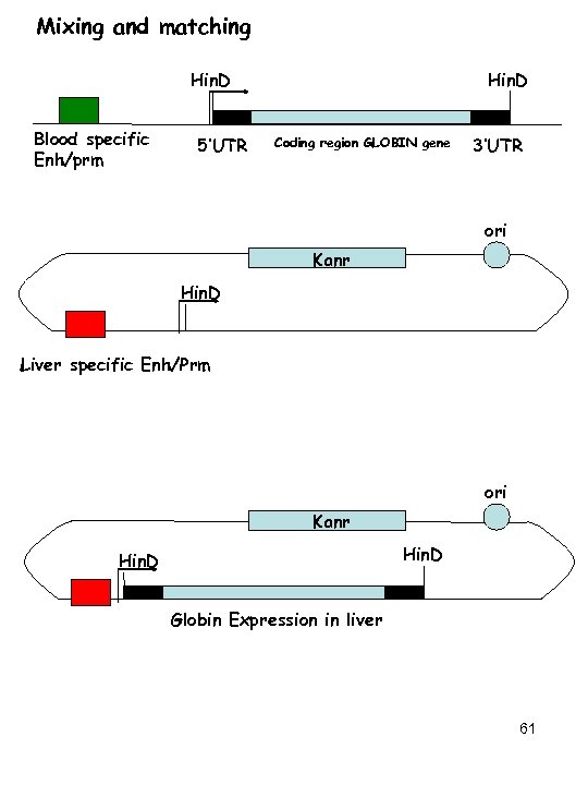 Mixing and matching Hin. D Blood specific Enh/prm 5’UTR Hin. D Coding region GLOBIN