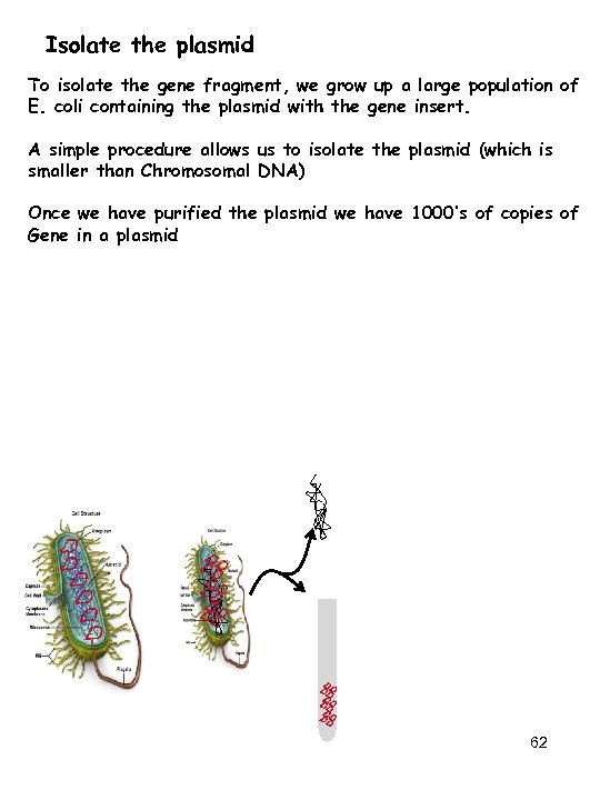 Isolate the plasmid To isolate the gene fragment, we grow up a large population