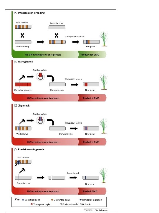 Figure 1 Trends in Plant Science DOI: (10. 1016/j. tplants. 2015. 04. 011) 