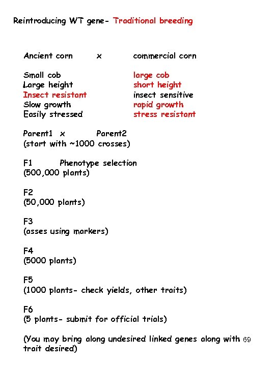 Reintroducing WT gene- Traditional breeding Ancient corn x Small cob Large height Insect resistant