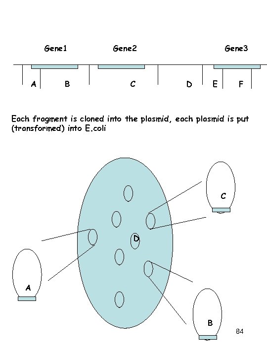 Gene 1 A Gene 2 B C Gene 3 D E F Each fragment