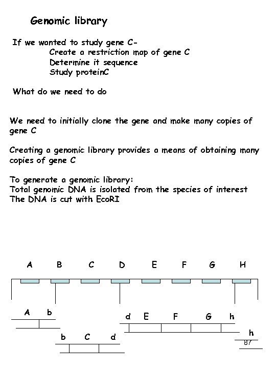 Genomic library If we wanted to study gene CCreate a restriction map of gene