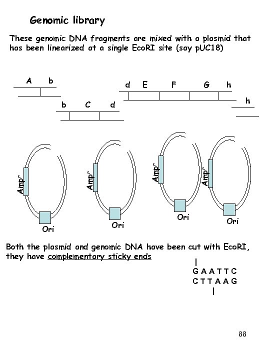 Genomic library These genomic DNA fragments are mixed with a plasmid that has been