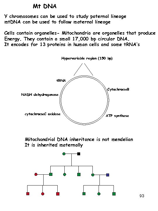 Mt DNA Y chromosomes can be used to study paternal lineage mt. DNA can