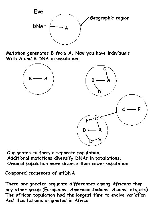 Eve Geographic region DNA A Mutation generates B from A. Now you have individuals