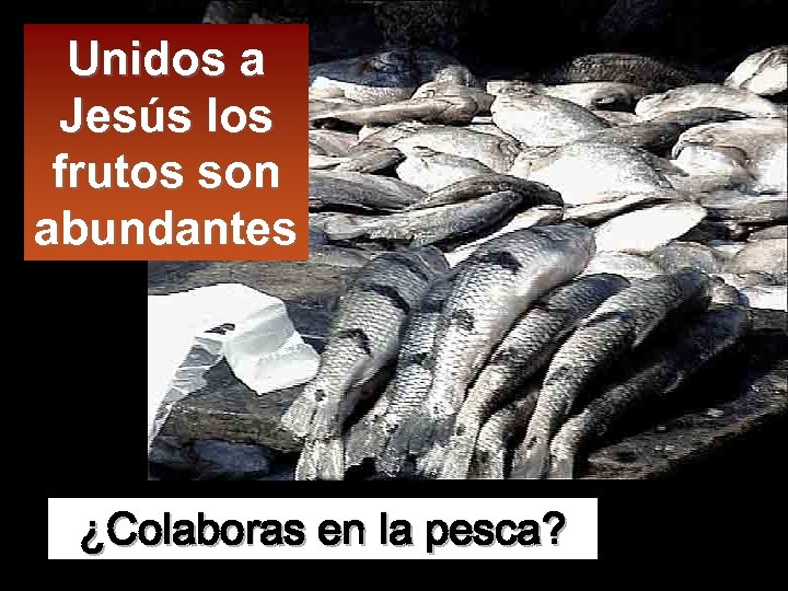 Unidos a Jesús los frutos son abundantes ¿Colaboras en la pesca? 