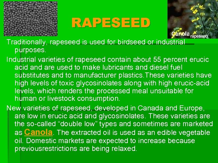 RAPESEED Traditionally, rapeseed is used for birdseed or industrial purposes. Industrial varieties of rapeseed