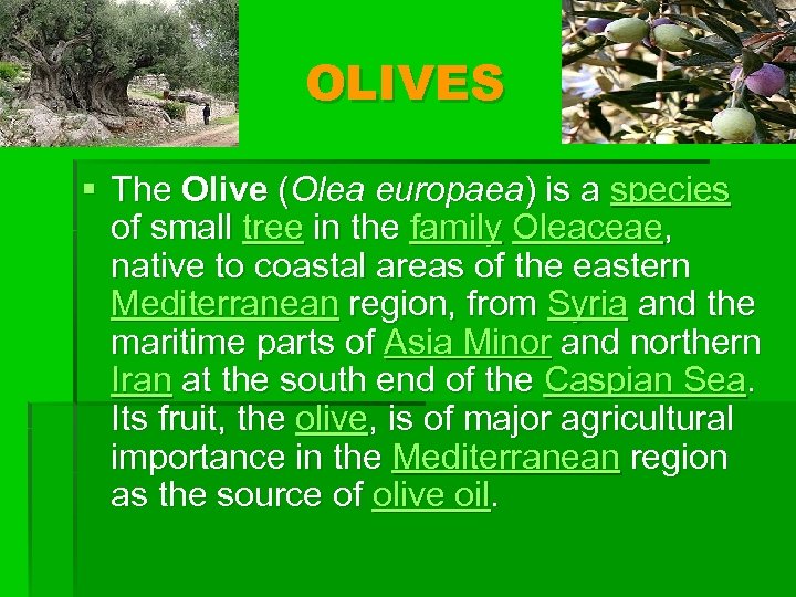 OLIVES § The Olive (Olea europaea) is a species of small tree in the