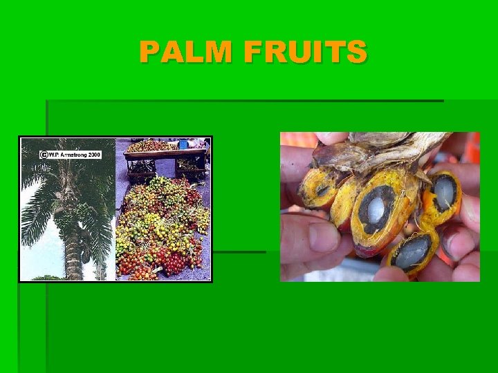 PALM FRUITS 