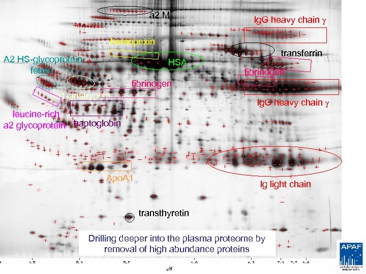 a 2 M Ig. G heavy chain g hemopexin A 2 HS-glycoprotein fetuin HSA