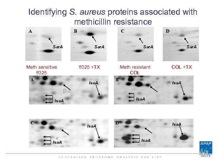 Identifying S. aureus proteins associated with methicillin resistance A B Sar. A Meth sensitive