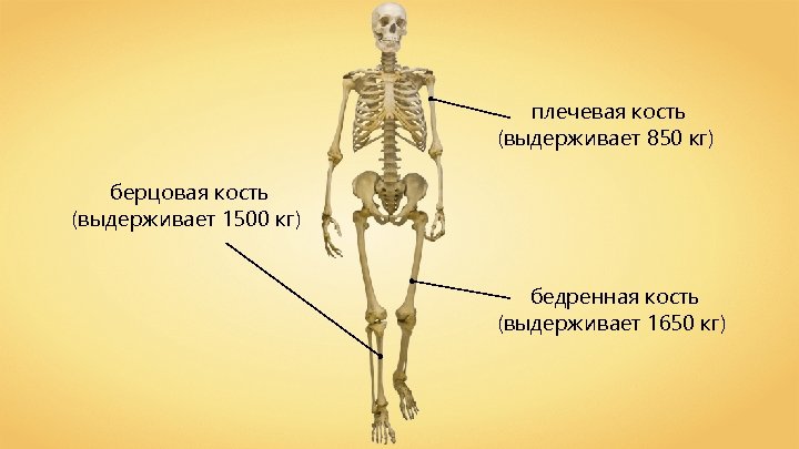 Вес скелета человека