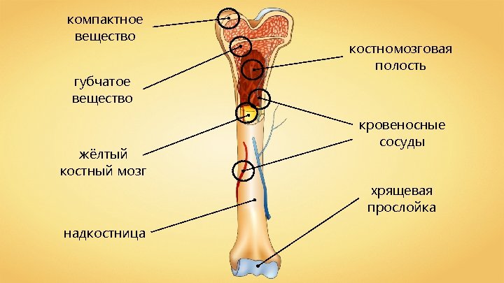 компактное вещество губчатое вещество жёлтый костный мозг костномозговая полость кровеносные сосуды хрящевая прослойка надкостница