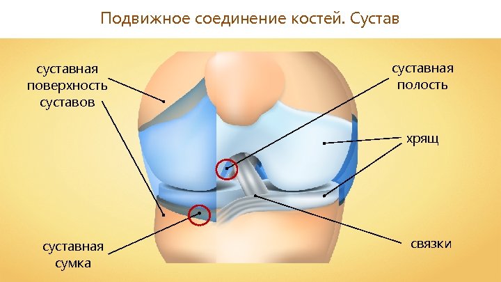 Подвижное соединение костей. Сустав суставная поверхность суставов суставная полость хрящ суставная сумка связки 