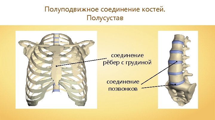 Ребра с грудиной соединены. Кости ребер с грудиной Тип соединения. Соединение костей ребер и грудины. Полуподвижное соединение костей полусустав. Полуподвижное соединение костей ребер.