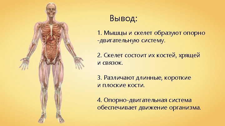 Вывод: 1. Мышцы и скелет образуют опорно -двигательную систему. 2. Скелет состоит их костей,