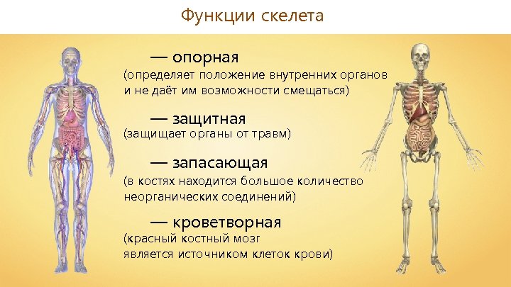 Функции скелета — опорная (определяет положение внутренних органов и не даёт им возможности смещаться)