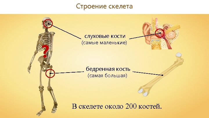 Строение скелета ? слуховые кости (самые маленькие) бедренная кость (самая большая) В скелете около