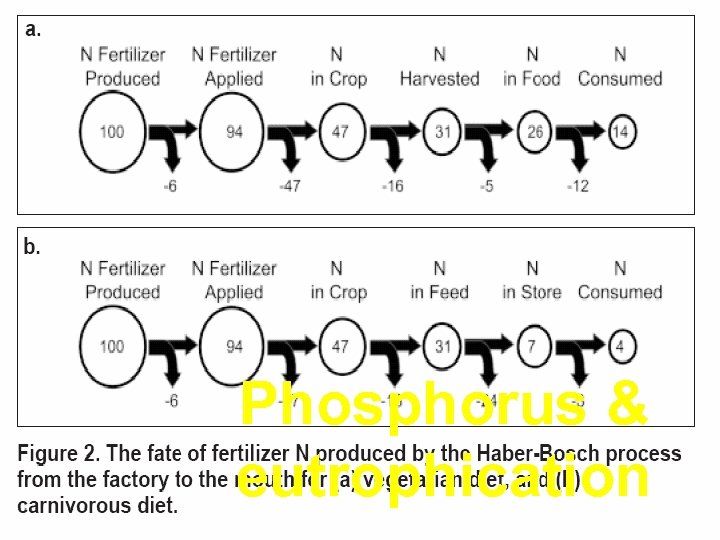 Phosphorus & eutrophication 