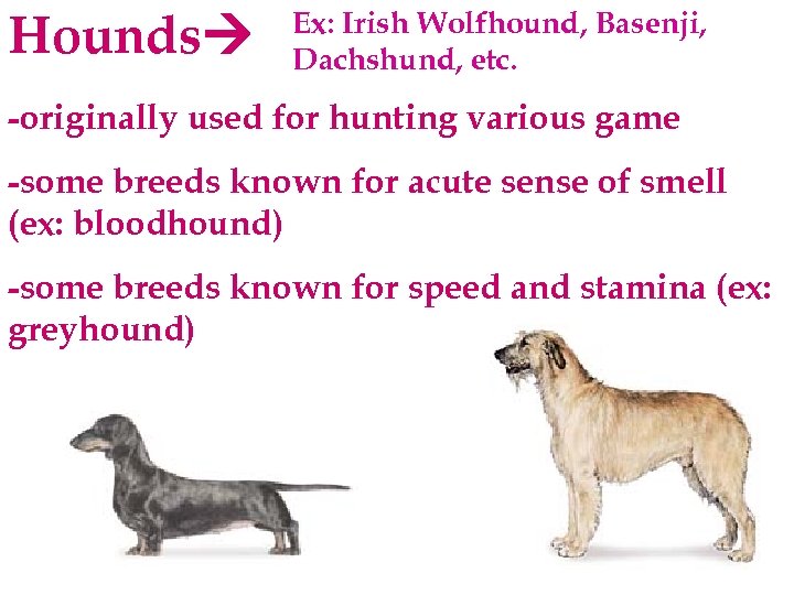 Hounds Ex: Irish Wolfhound, Basenji, Dachshund, etc. -originally used for hunting various game -some