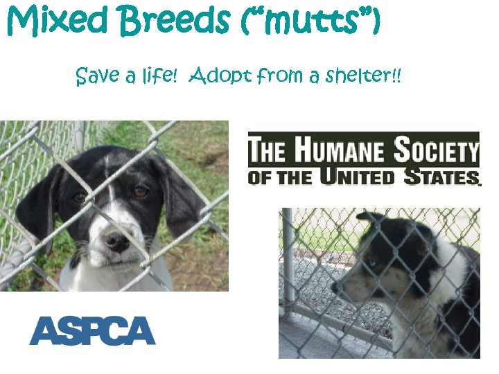 Mixed Breeds (“mutts”) Save a life! Adopt from a shelter!! 