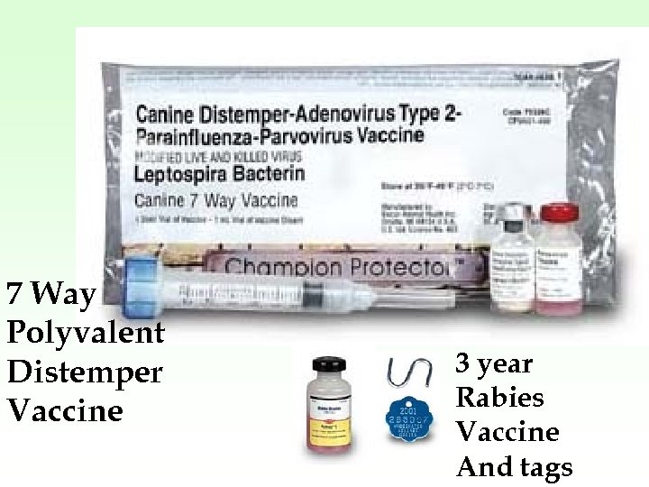 7 Way Polyvalent Distemper Vaccine 3 year Rabies Vaccine And tags 